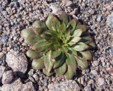 Oenothera rubricaulis