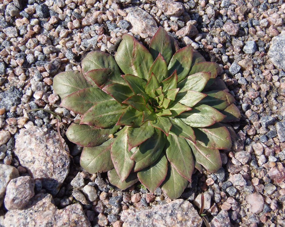 Изображение особи Oenothera rubricaulis.