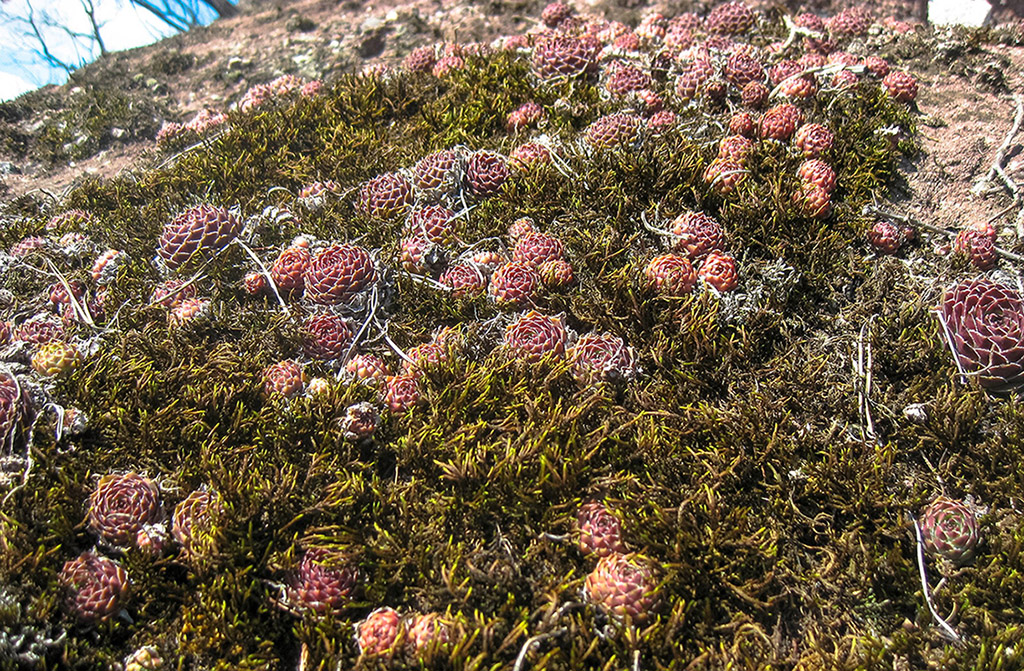 Изображение особи Sempervivum caucasicum.