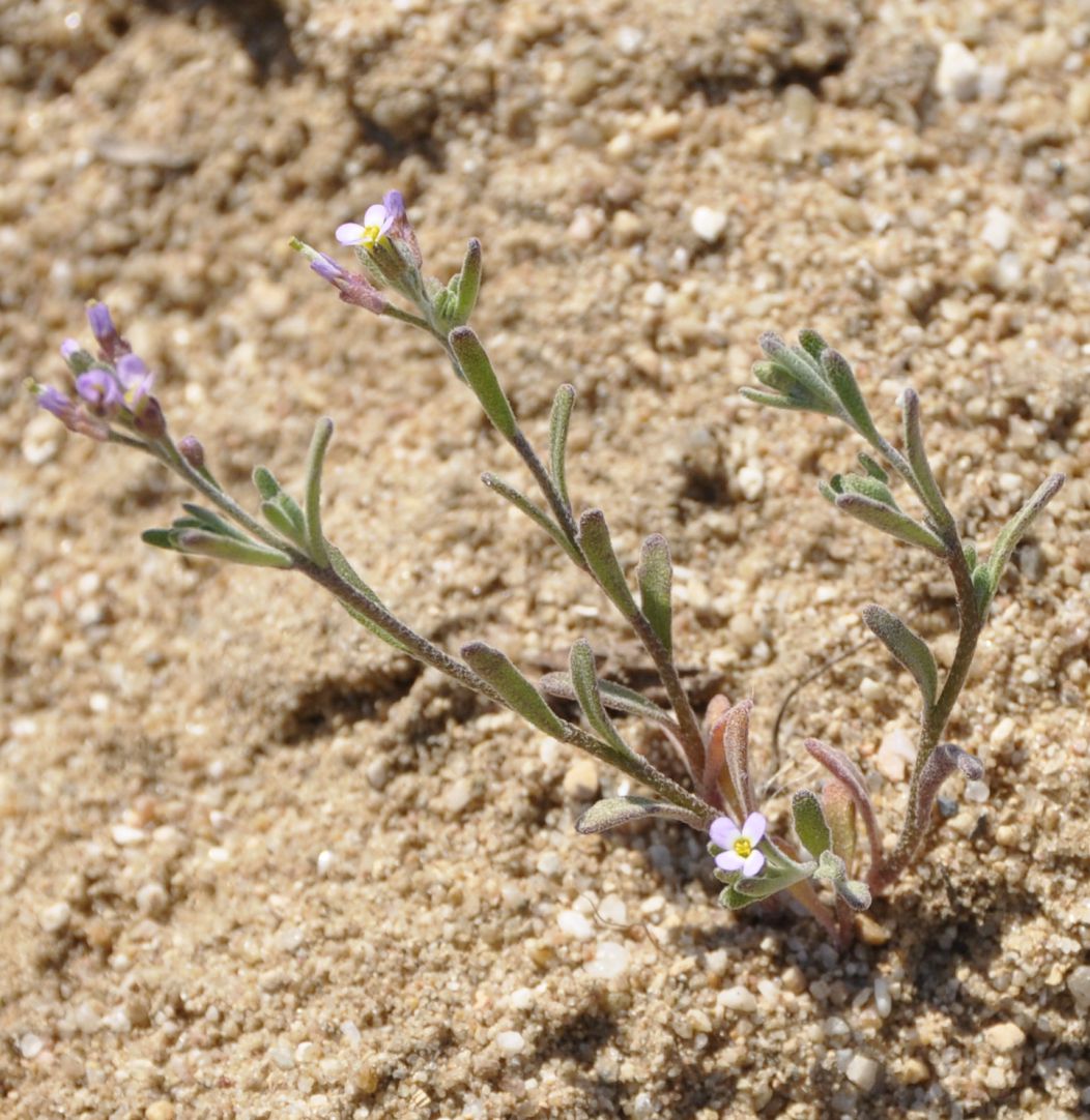 Image of Maresia nana specimen.