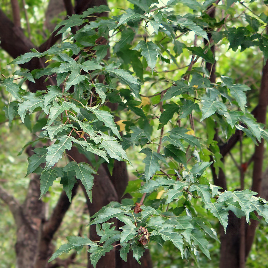 Image of Acer ginnala specimen.