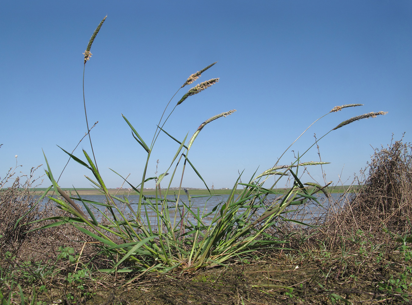 Image of Alopecurus myosuroides specimen.