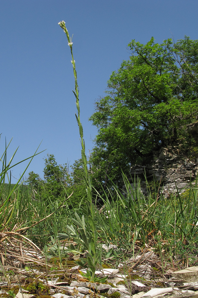 Image of Arabis sagittata specimen.