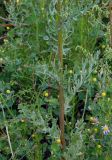 Senecio jacobaea. Средняя часть побега. Республика Алтай, Чемальский р-н, правый берег р. Катунь, каменистый луг. 26.07.2009.