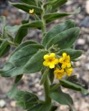 Alkanna orientalis