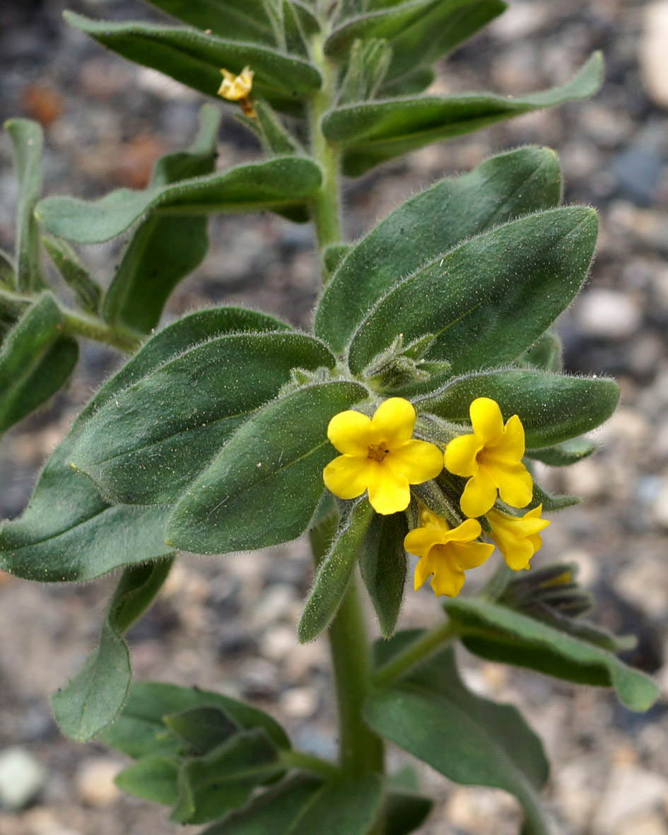 Image of Alkanna orientalis specimen.