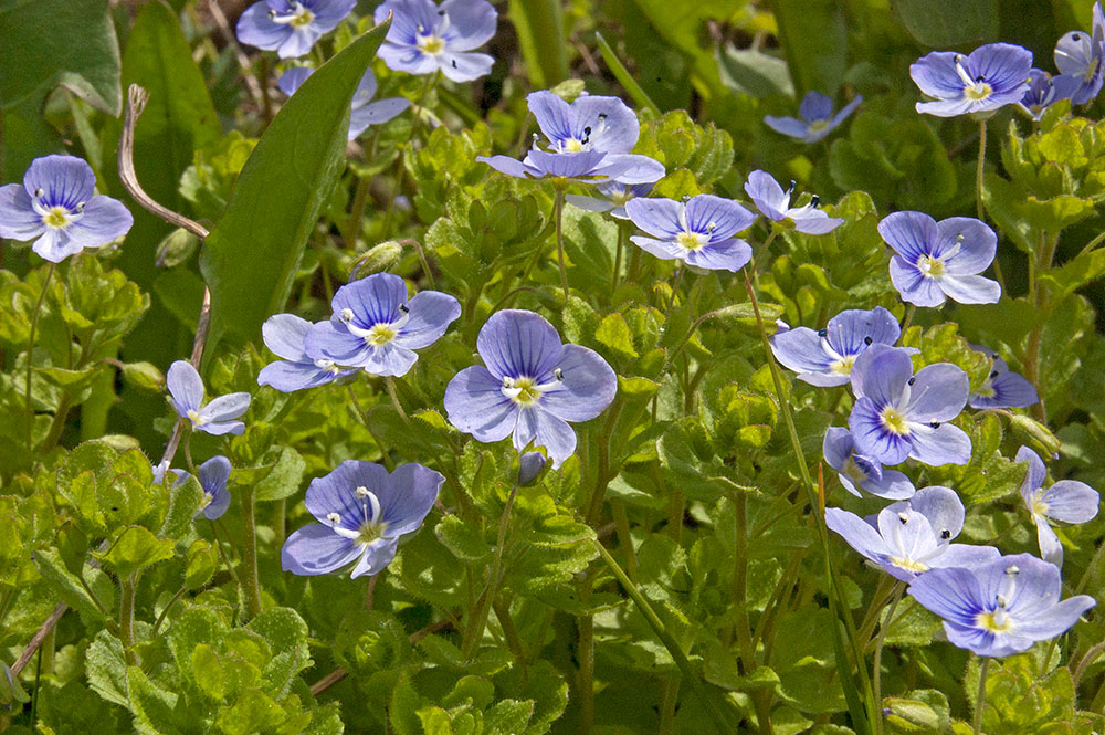 Image of Veronica filiformis specimen.