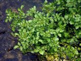 Nasturtium officinale. Верхушки вегетирующих растений. Малайзия, Камеронское нагорье, ≈ 1500 м н.у.м., в культуре. 03.05.2017.