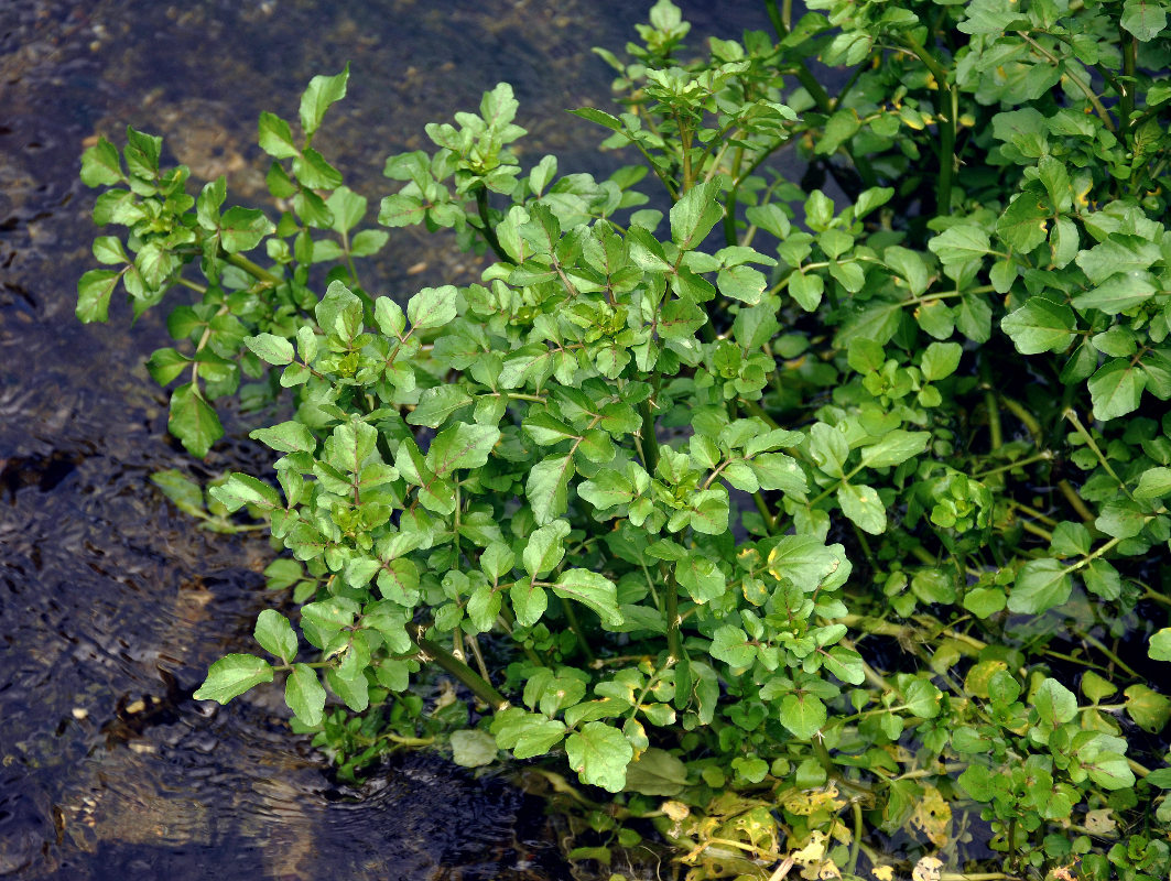 Изображение особи Nasturtium officinale.