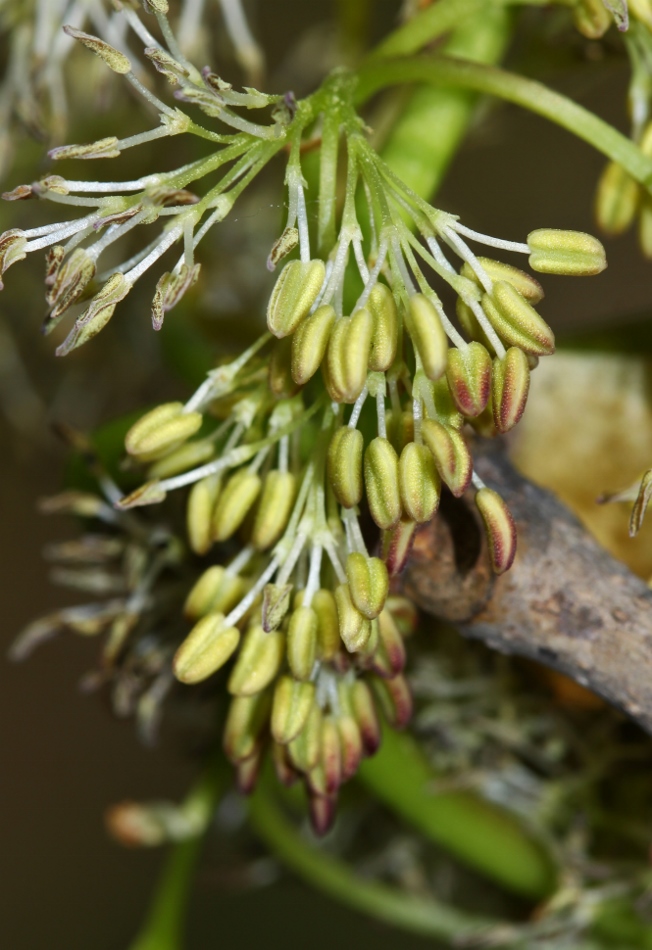 Изображение особи Fraxinus rhynchophylla.