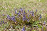 Polygala amarella