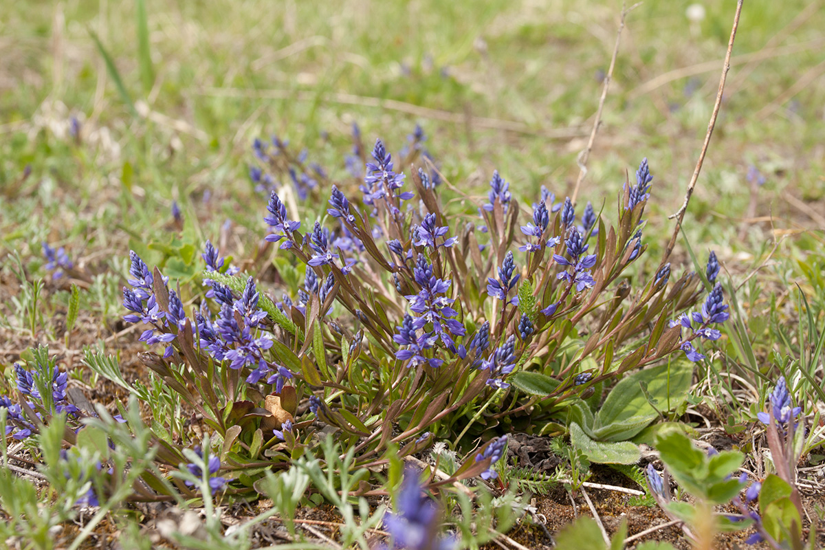 Image of Polygala amarella specimen.