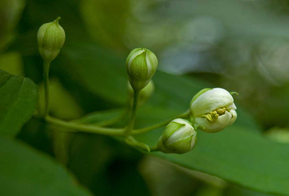 Изображение особи Philadelphus coronarius.