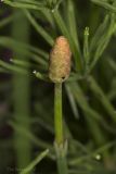 род Equisetum