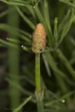 Equisetum