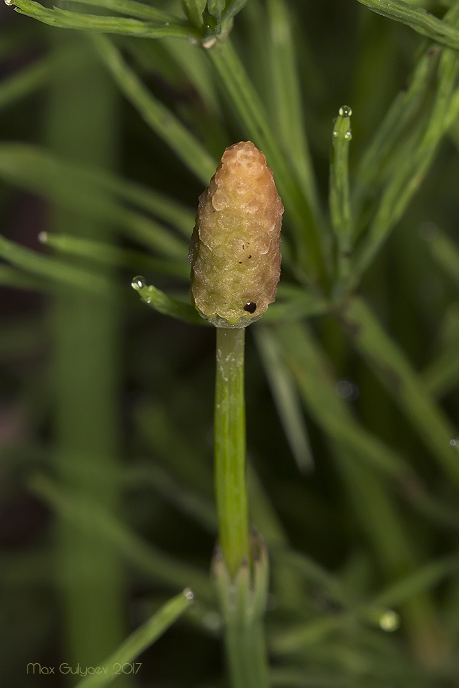 Изображение особи род Equisetum.