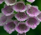 Digitalis purpurea
