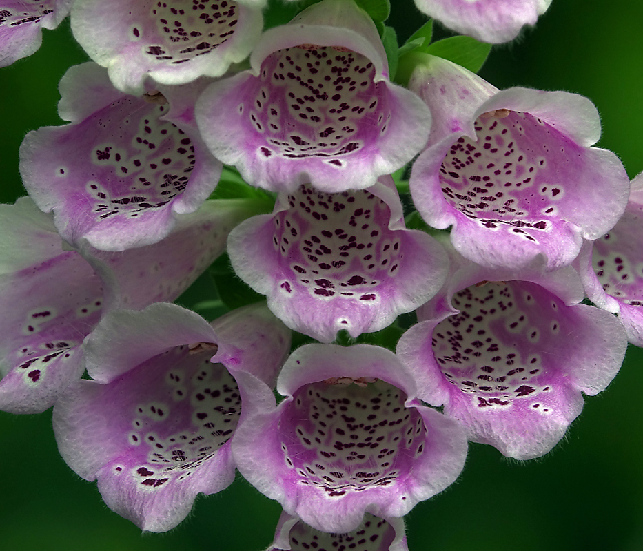 Изображение особи Digitalis purpurea.