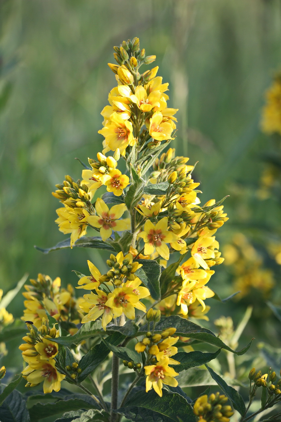 Image of Lysimachia vulgaris specimen.