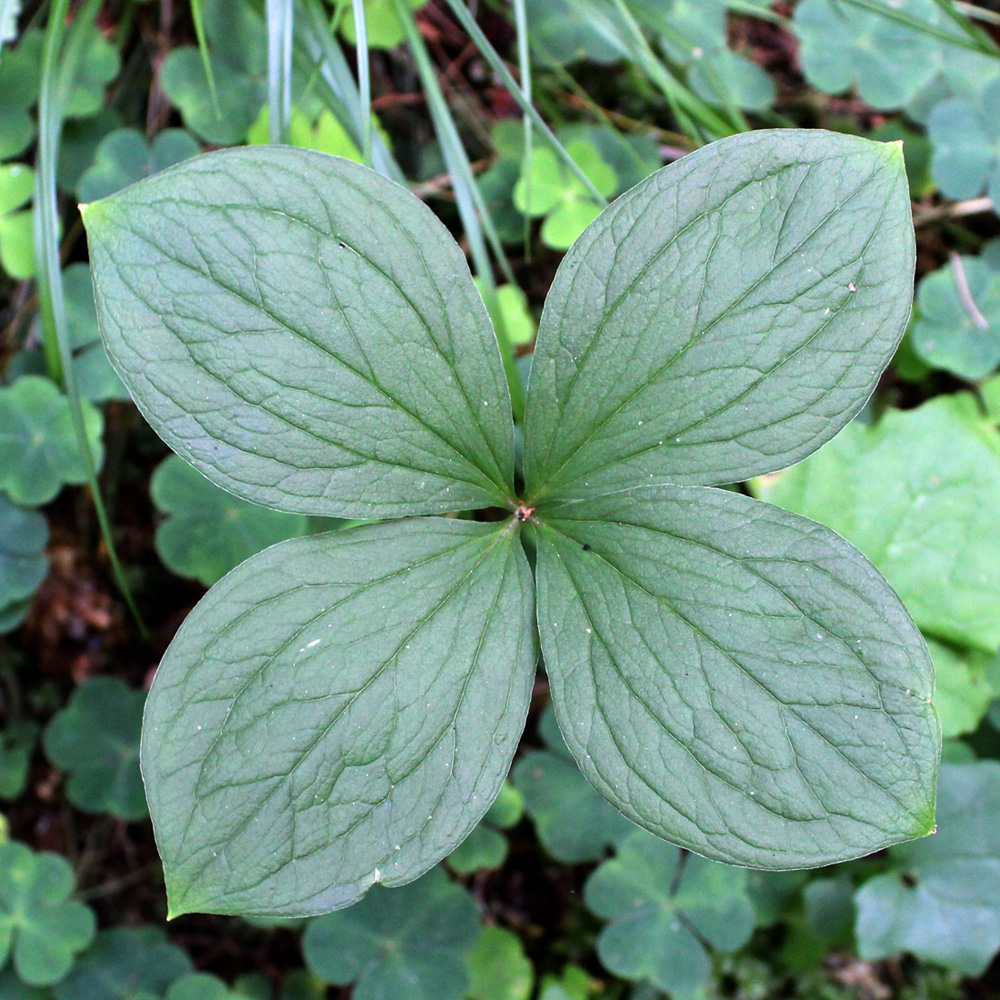 Image of Paris quadrifolia specimen.