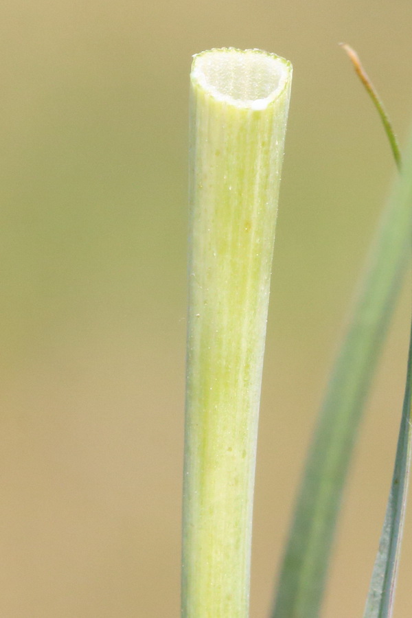 Изображение особи род Tragopogon.