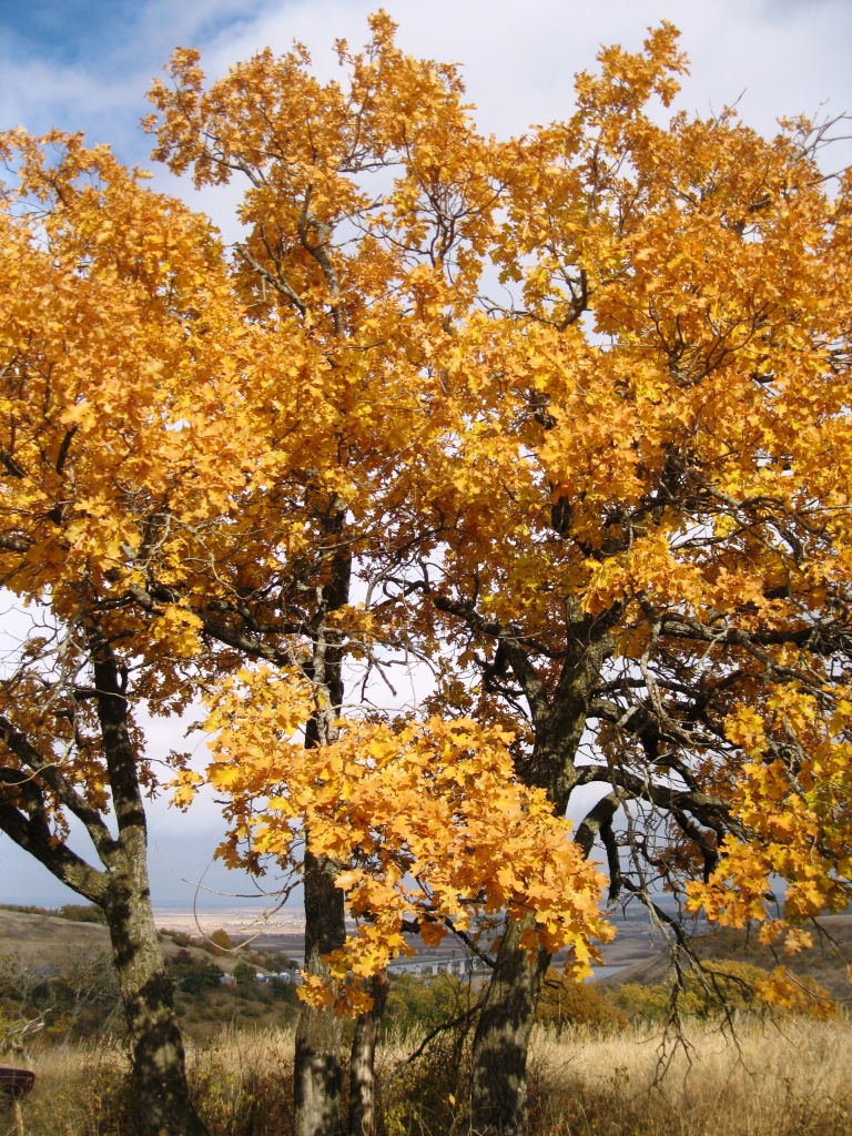 Image of Quercus robur specimen.