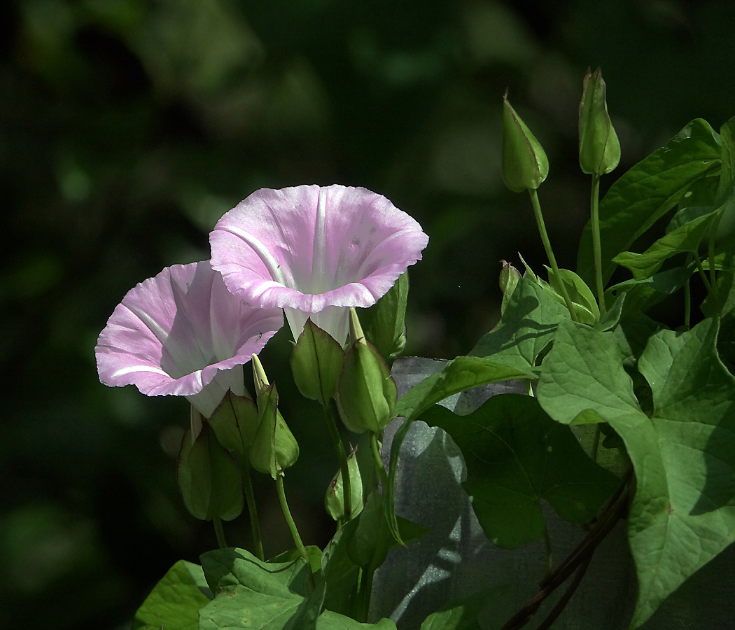 Image of Calystegia inflata specimen.