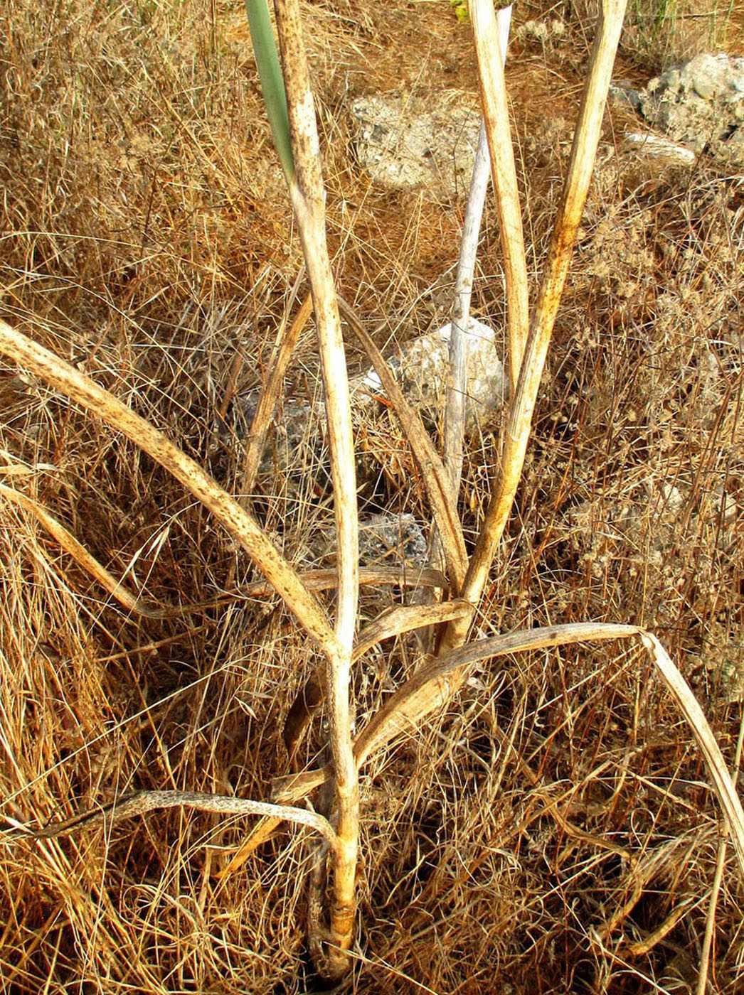 Image of Allium ampeloprasum specimen.