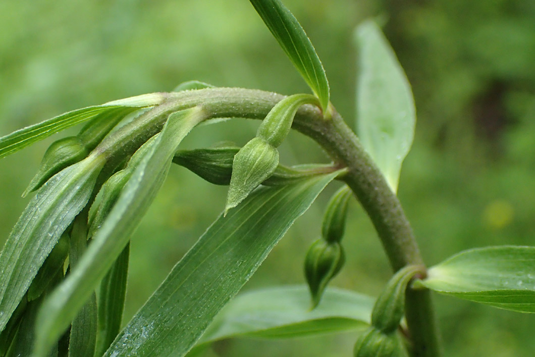 Изображение особи Epipactis helleborine.