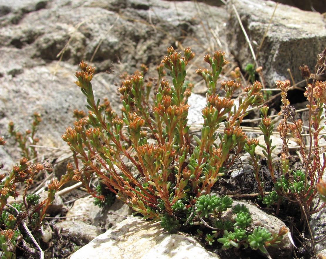 Изображение особи Sedum tenellum.