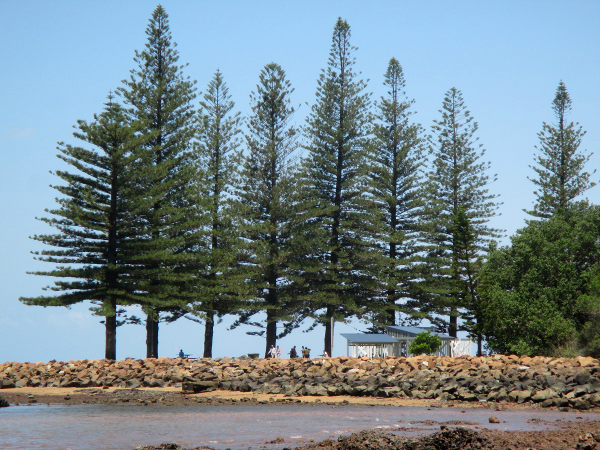 Изображение особи Araucaria heterophylla.