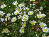 Erigeron annuus. Верхушка цветущего растения. Украина, Ивано-Франковская обл., Болеховский горсовет, Козакивский сельсовет, окр. с. Козакивка, ур. Федив, лесная поляна. 12.09.2017.