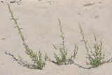 Chenopodium strictum