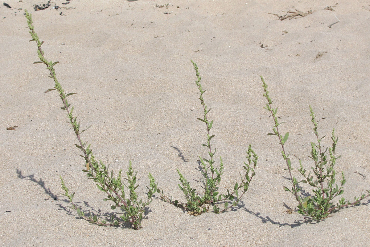 Изображение особи Chenopodium strictum.