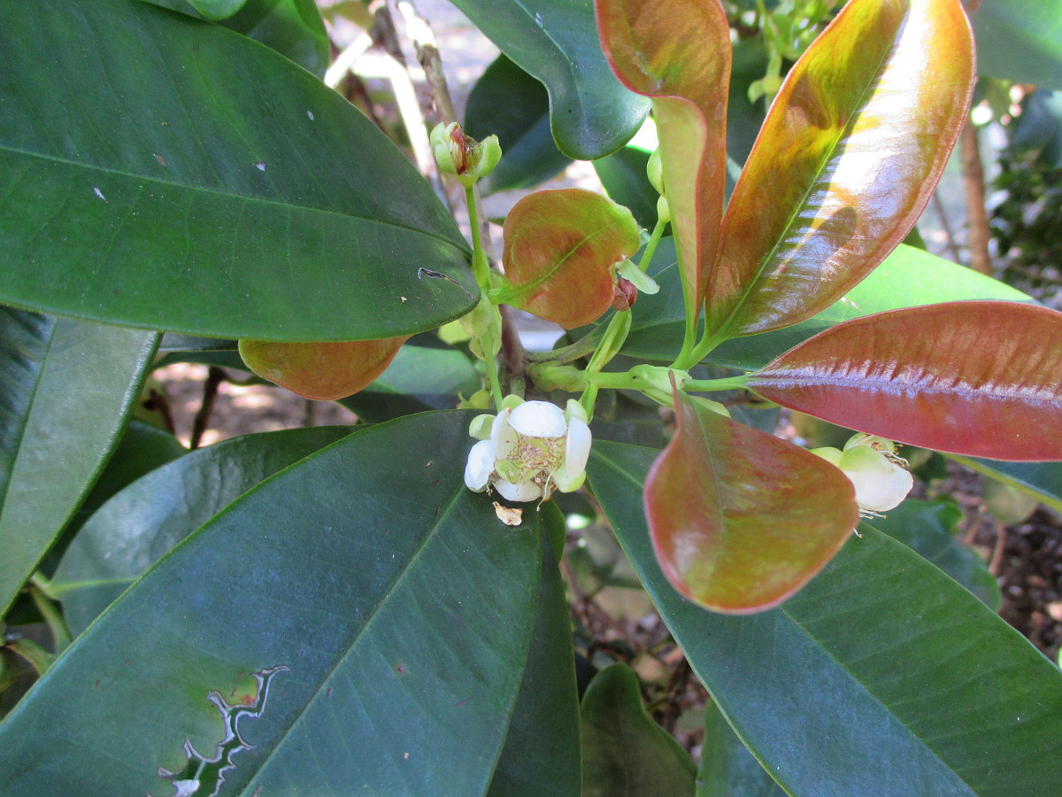 Изображение особи Eugenia brasiliensis.