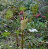 Hibiscus esculentus