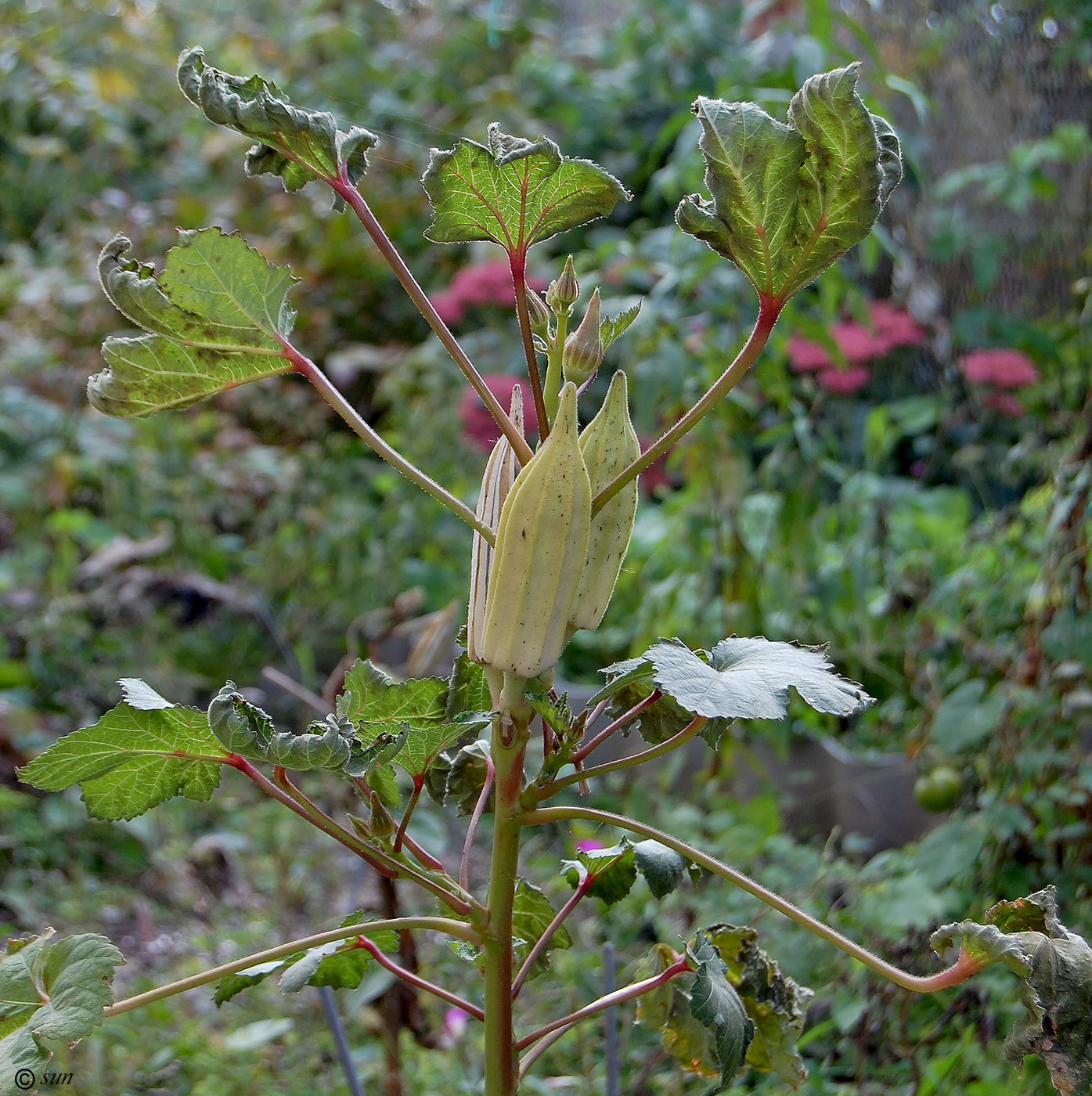 Изображение особи Hibiscus esculentus.