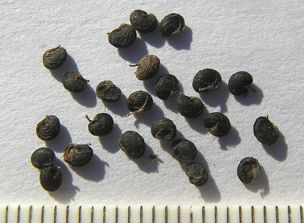 Image of Medicago lupulina specimen.