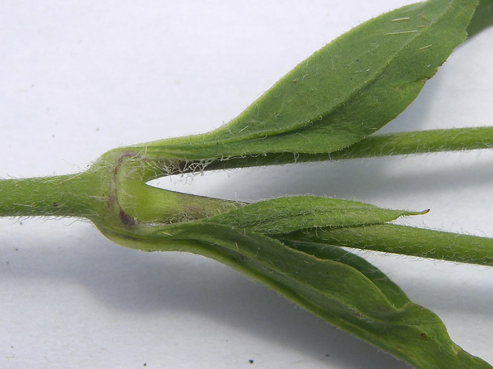 Image of Silene dichotoma specimen.