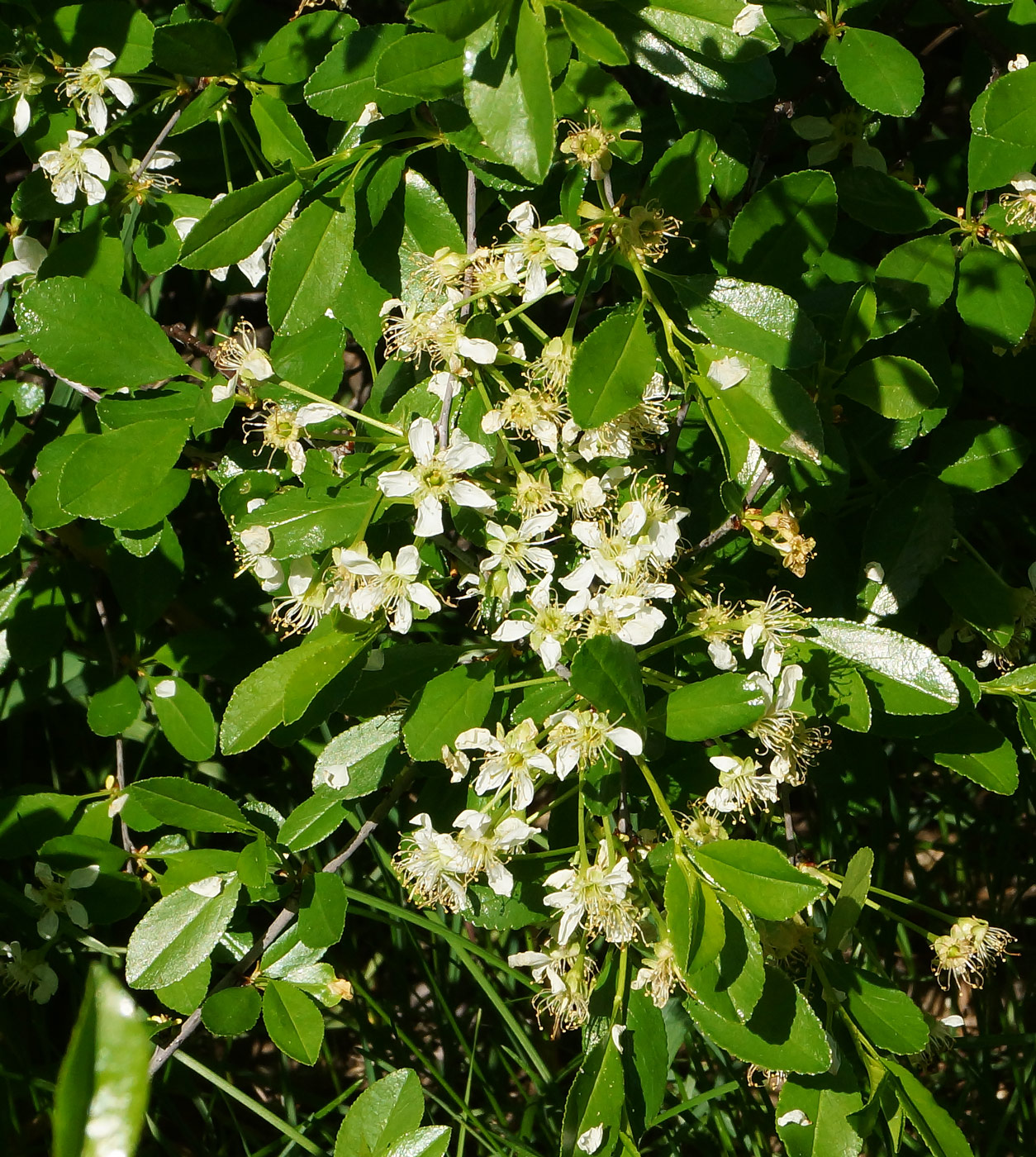 Image of Cerasus fruticosa specimen.