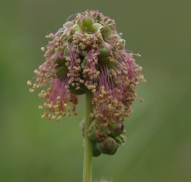 Изображение особи Poterium sanguisorba.