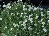 Stellaria ruscifolia. Верхушки цветущих побегов. Магаданская обл., окр. г. Магадан, побережье бухты Гертнера, среди крупных камней на берегу. 26.07.2009.