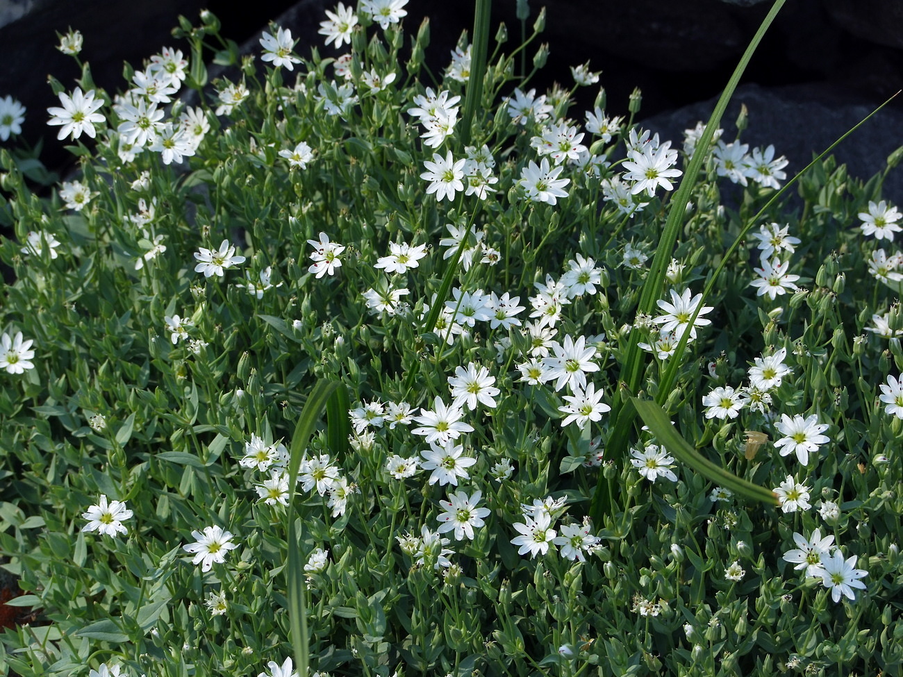 Image of Stellaria ruscifolia specimen.