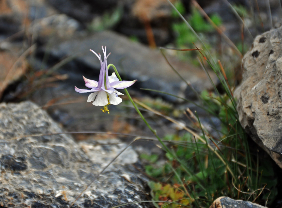 Изображение особи Aquilegia vicaria.