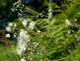 Thalictrum contortum