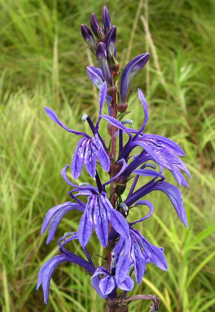 Изображение особи Lobelia sessilifolia.