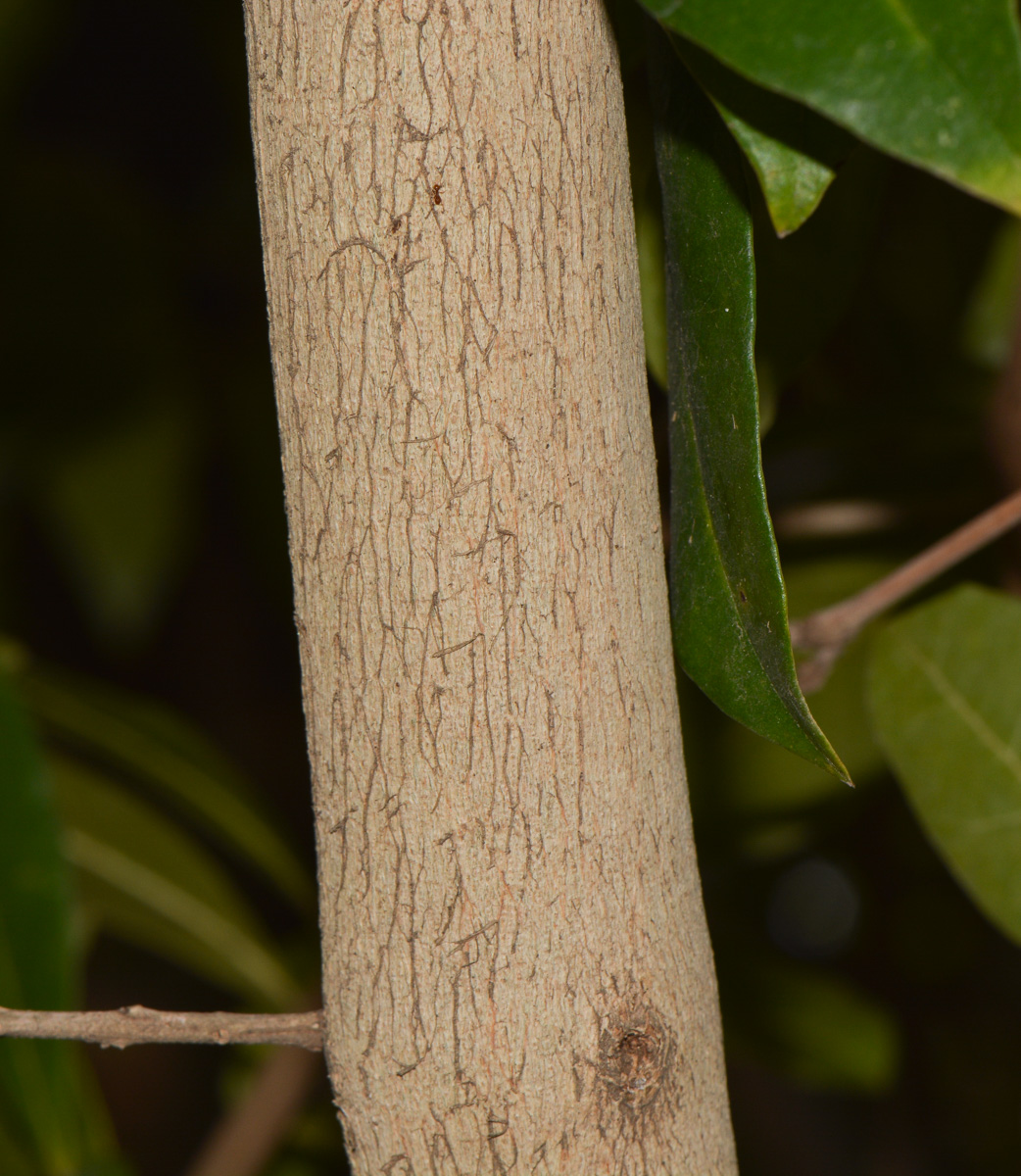 Изображение особи Combretum erythrophyllum.