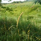 Carex vesicaria. Верхушка плодоносящего побега. Восточный Казахстан, г. Усть-Каменогорск, правый берег р. Иртыш, влажный склон оврага. 23.06.2017.