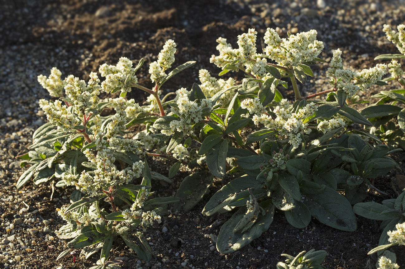 Изображение особи Aconogonon ajanense.