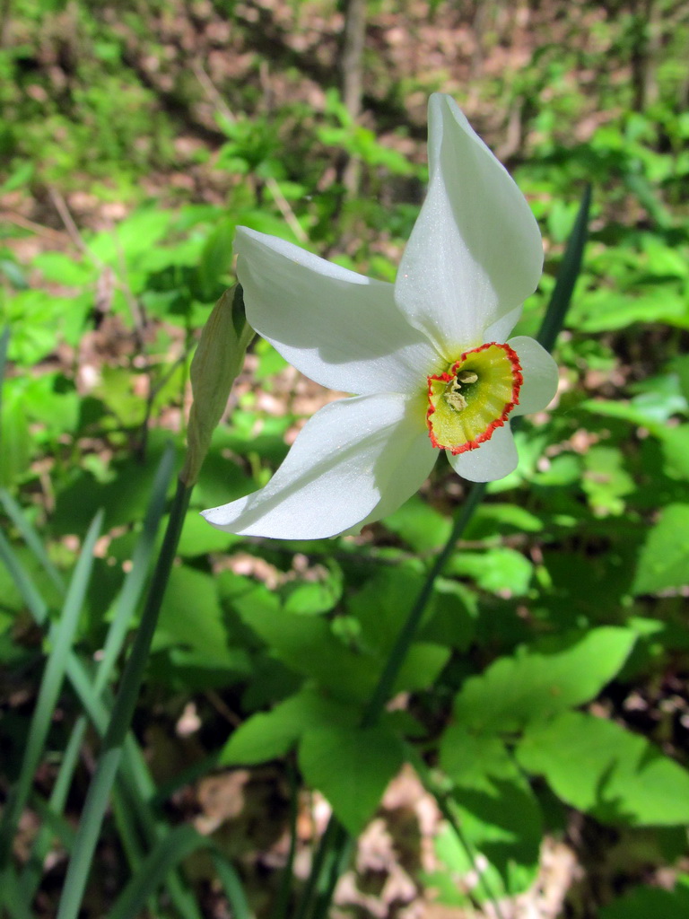 Изображение особи Narcissus poeticus.